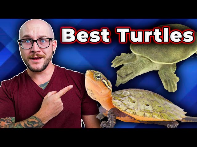 The BEST Pet Turtles You Probably Never Thought About!