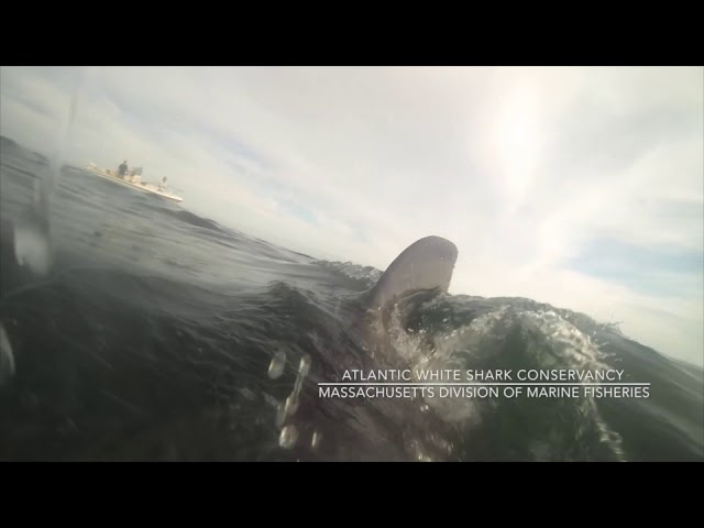 White Sharks feeding on a dead Minke Whale off Provincetown, MA