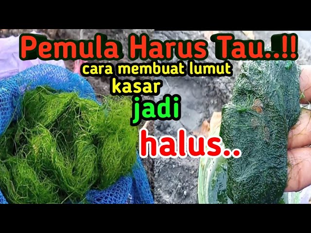 Mixing Moss Bait.How To Make Rough Moss So Smooth. Bait Jitu-Agus channel worker