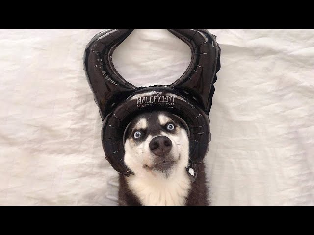 New Funniest Cats and Dogs 🐱🐶TRY NOT TO LAUGH PT.9