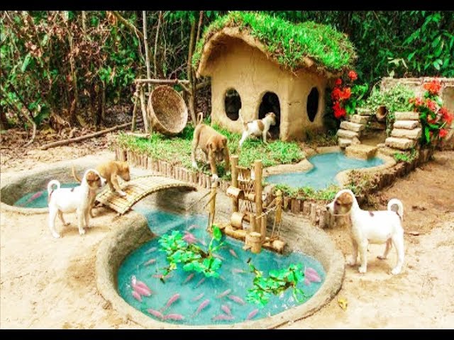 Build Most Amazing Fish Pond Around Dog House And Raising Fish in Aquarium Fish pond