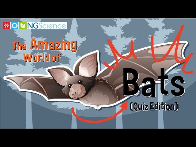 The Amazing World of Bats (Quiz Edition)