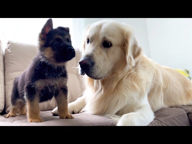 Golden Retriever Meets New German Shepherd Puppy for the First Time!