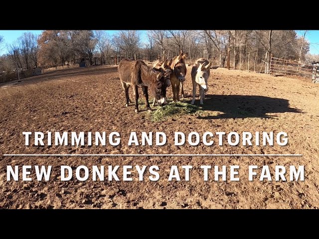 Trimming and doctoring the new  donkeys at the farm
