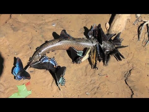 SLOW Motion Butterfly Puddling - Smarter Every Day 80