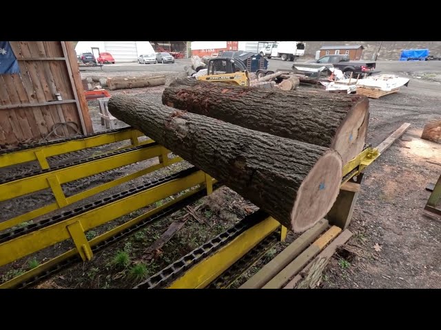 sawing a 12 foot oak log snack video # 543
