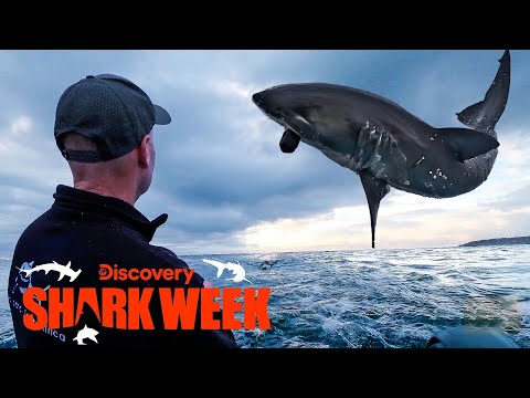 Great White Shark Jumps 15 FEET Out of the Water! | Shark Week