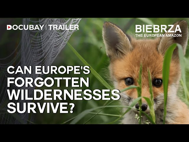 Poland's Biebrza National Park - The European Amazon - Documentary | Watch For Free On #DocuBay