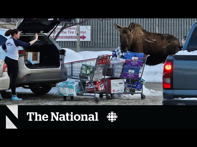 #TheMoment a mom bartered with a moose to save her groceries