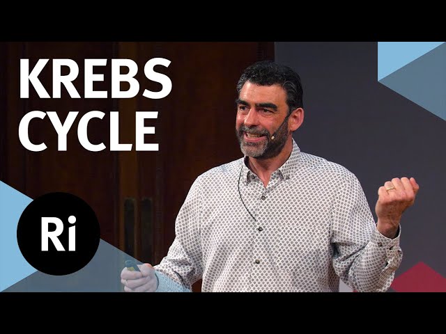 How the Krebs cycle powers life and death – with Nick Lane