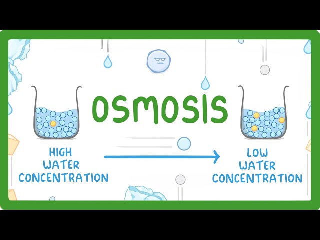 GCSE Biology - Osmosis #8