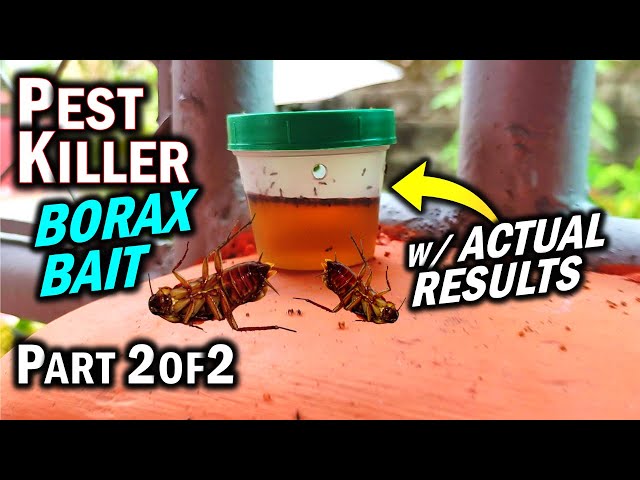 Is Borax Effective vs ANTS, ROACHES, & TERMITES as a Pest Killer? (Part 2 of 2)