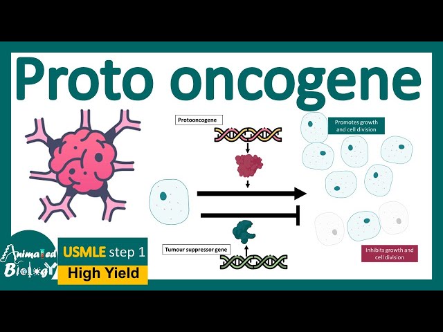 Proto oncogens | How proto oncogenes lead to cancer? | The biology of protooncogenes | USMLE