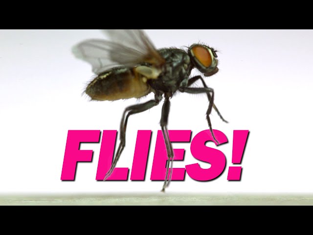 15 Flies Captured in Flight | Slow Motion!