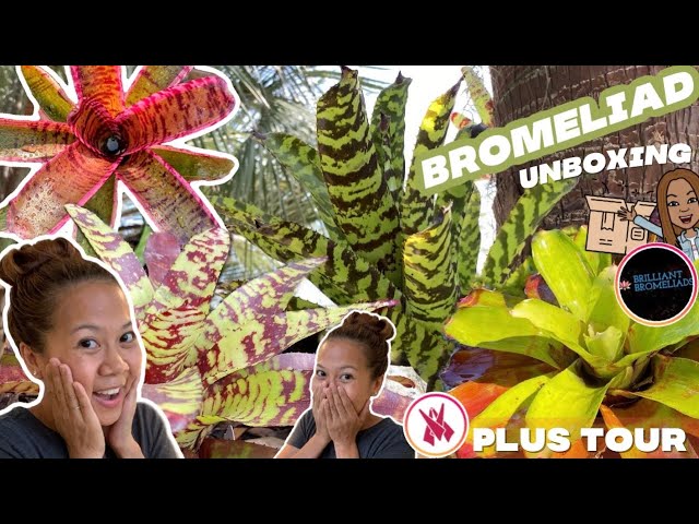 Rare Bromeliad Unboxing 📦 & Bromeliad Garden TOUR🌿 | A girl with a garden