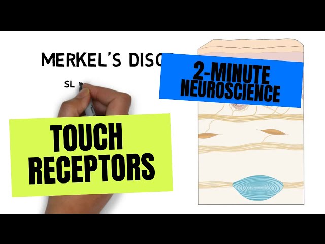 2-Minute Neuroscience: Touch Receptors