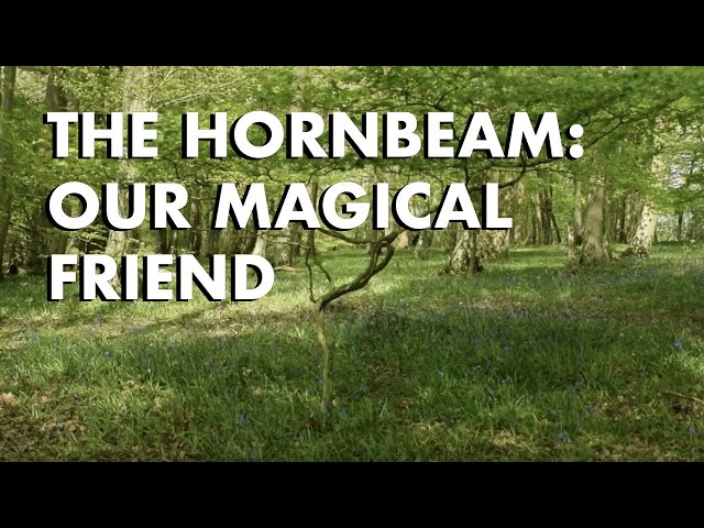 Hornbeam: Our Magical Friend
