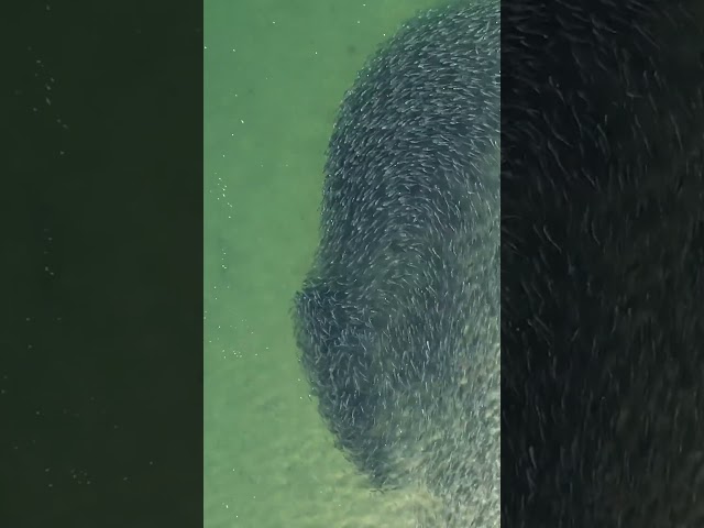 Exhilarating drone views of a bait ball