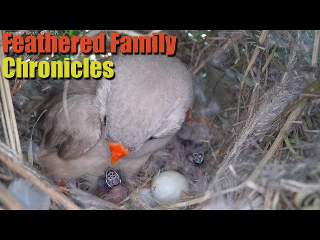 Feathered Family Chronicles Day 4: A Heartwarming Journey of Bird Parents Raising Their Newborns