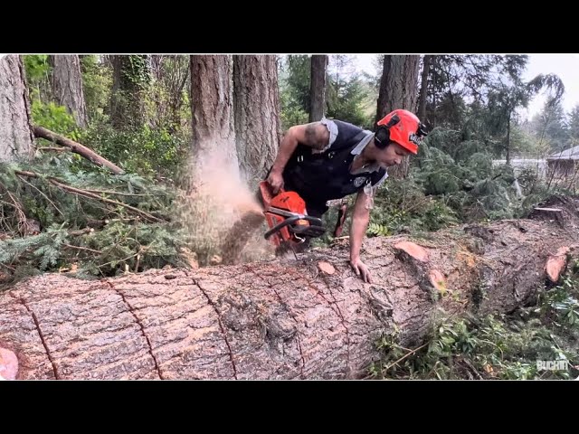 Does it Get any Better?  moving big wood with a pickup truck