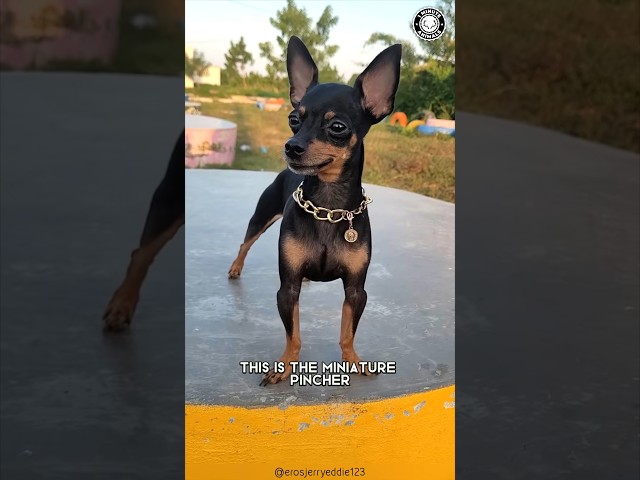 Miniature Pinscher 🌟 King of the Small Dogs!