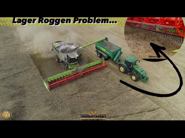 Schwierige Getreideernte Lager Roggen Problem... 2x Claas 8700 Lexion Mähdrescher im Einsatz  2023