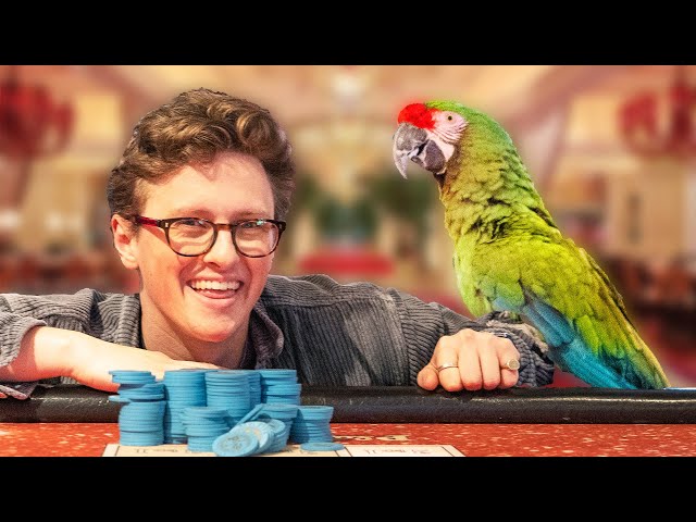 I Hired A Talking Parrot To Bet For Me In Las Vegas