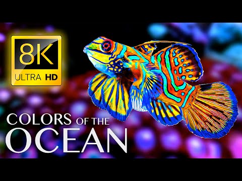 The Colors of the Ocean 8K ULTRA HD - The Best 8K Sea Animals for Relaxation & Calming Music