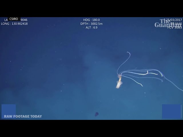 Bigfin squid filmed in Australian waters for the first time