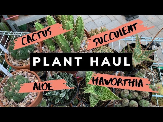 Cactus and Succulent Plant Haul (July 2019) | Cactus Collection