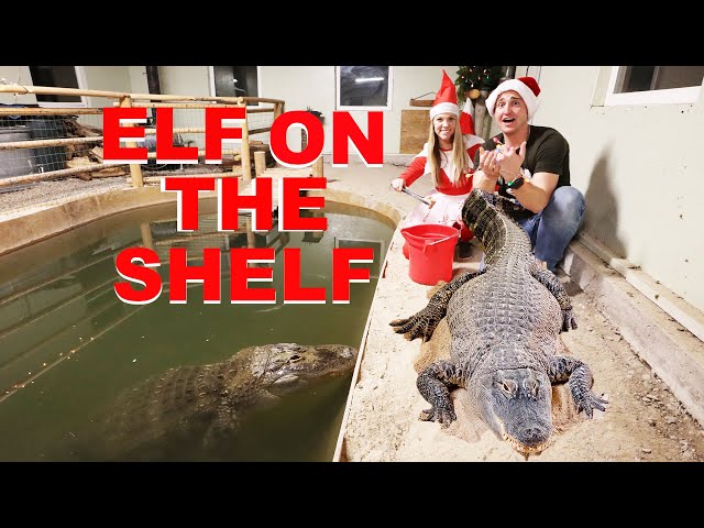 Elf On The Shelf SURPRISES Alligators in Alligator House!!!