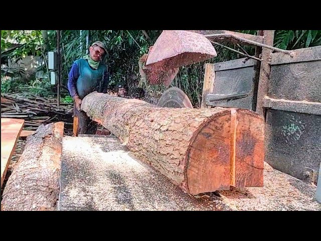 Great ‼️mahogany wood near bamboo grove - Assembled serkel chainsaw
