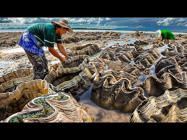 How Fishermen Harvest Millions of Giant Clams Every Year