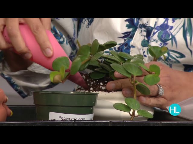Easy houseplant care tips from the Flora Culture | Houston Life | Live
