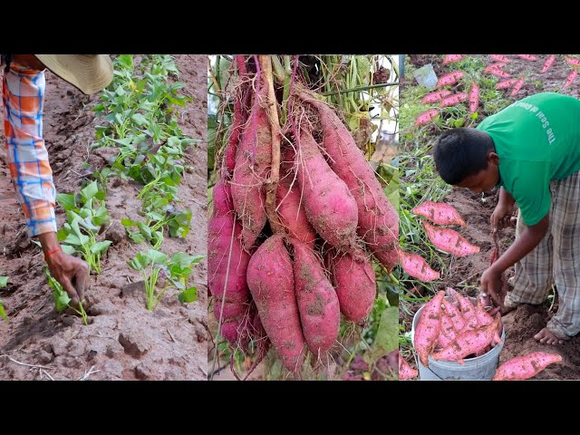 How to Grow and harvest Sweet Potato (Java potato​)  -  Agriculture Technology