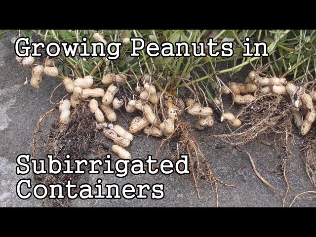 Growing Peanuts in Self-Watering, SIP, Sub-irrigated Containers or Pots