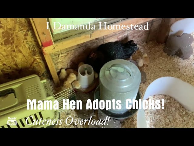 Momma Hen with Chicks; How to Get  a Broody Hen to Adopt Day Old Chicks! Super Cute!!!!