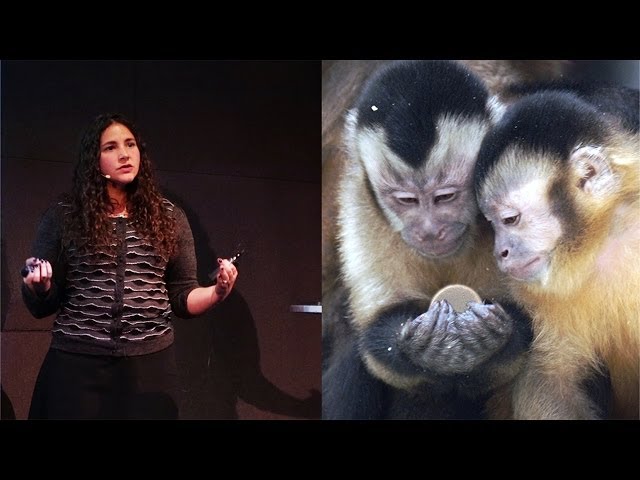 The Evolution of Irrationality: Insights from Primates - AMNH SciCafe