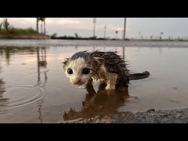 We found a crying kitten in this thin, cold, wet kitten lying on the water. Kitten needs help