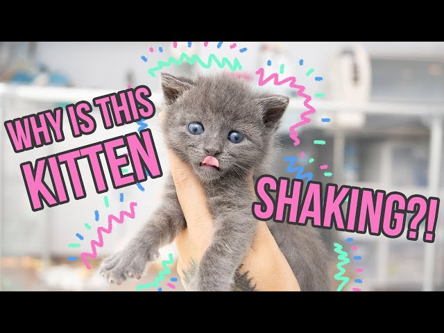 Why Do Kittens TREMBLE? Is it normal?!