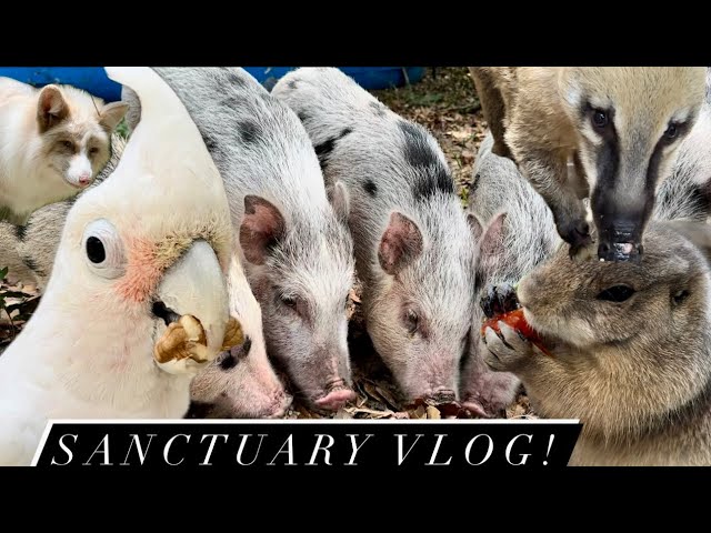 Croc monitor, Prairie dogs, piggies, coatis, parrots, sanctuary vlog!