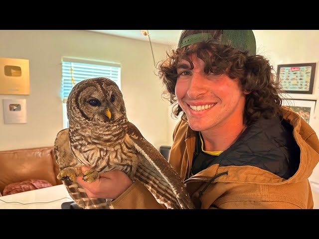 We Finally Did It. (Rescuing an injured owl)