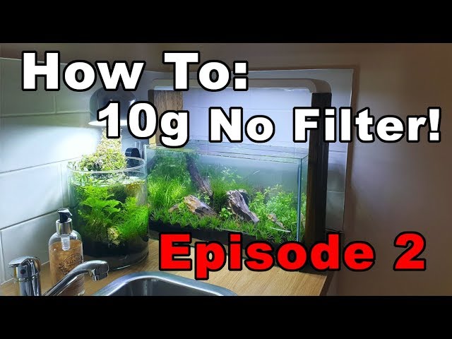 10 Gallon - Episode 2 || Adding Shrimp & First Trim (How To: No Filter, No Heater, No Ferts, No co2)