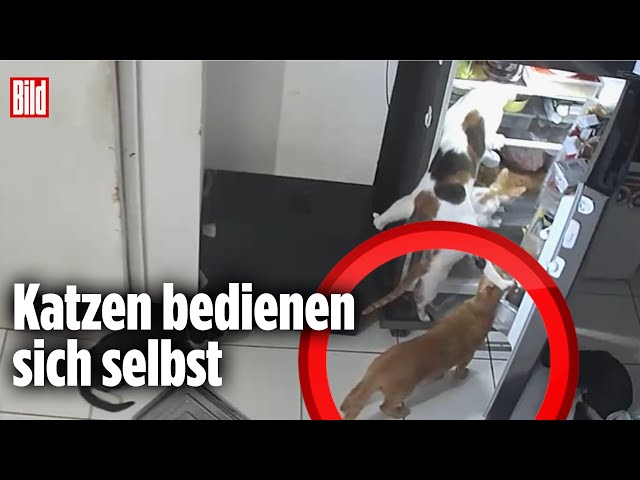 Schlaue Katzen! - Akrobatik-Überfall auf Kühlschrank