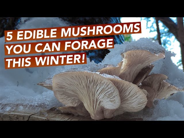 5 Edible Mushrooms You Can Forage This Winter