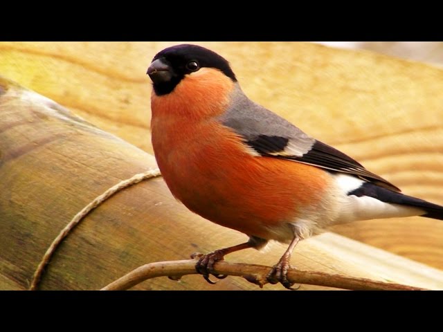 Bullfinches versus Goldfinches - Goldfinch vs Bullfinch : Wildlife in Cornwall