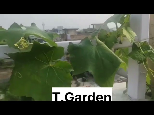 Turai and Tamatar Harvesting In Terrrace Garden #shorts #video #Turai #Tamato