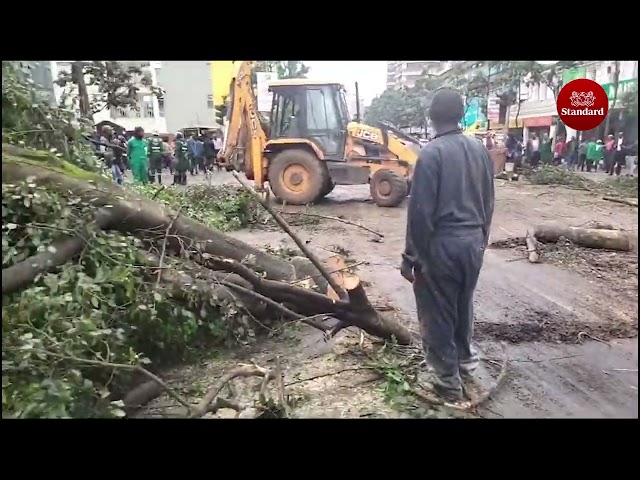 Efforts to remove huge tree that fell due to heavy rains and rendered Moi Avenue impassable underway