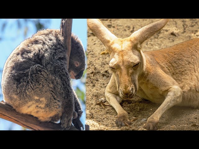 1 MILLION Species Of Australian Animals Face Extreme Natural Disasters | WILD 24 | Real Wild