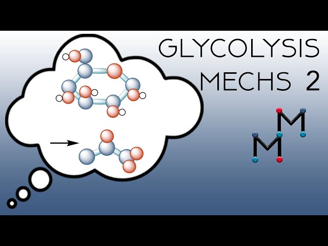 The Mechanisms of Glycolysis (Part 2)